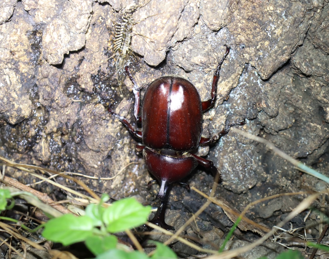 カブトムシ♂_暗く狭い雑木林_2023年8月16日20時20分 気温26.8度